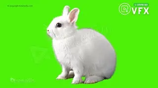 Hare Rabbit Green Screen Free Animal Chroma key for TikTok Video Editing