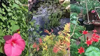 Our Gardening Journey - Alternatives to Grass Lawns