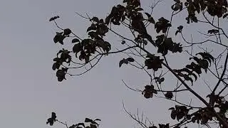 novamente com elas as aves maritacas