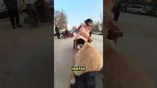 This DOG is AMAZING! 🦮😱