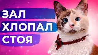 Дрессированные кошки отдыхают, Мурпи показала класс