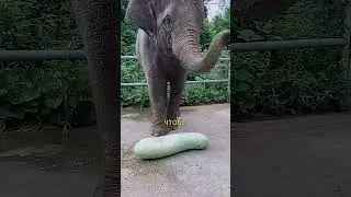 Why Did the Elephant Step on the Pumpkin? You'll Be Surprised Why! 🐘😱