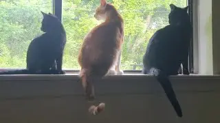 Saying Goodbye To My 2 Cats, Hardest Thing I Ever Had To Do.