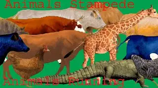 Animals Running Green Screen Best HD Animals Green Screen Video