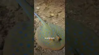 Are stingrays just misunderstood? #Australia #Stingrays #Rays #Shorts