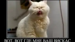 Приколы с животными  Попугай и кот Приколы про кошек