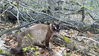 Котик ПИФ