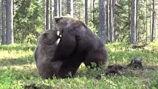 Lupta intre ursi Romania