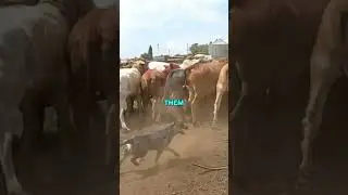3 Reasons Blue Heelers ARE THE BEST Herding Dogs #shorts