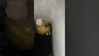 Apple Snail Laying Eggs. #shorts