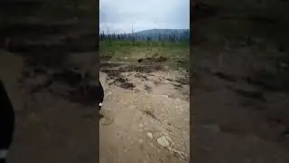 Мишка на севере пришол в гости...