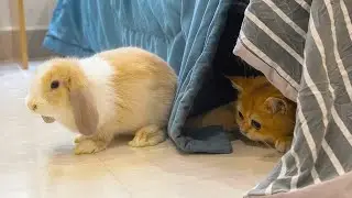 The bunny Panda like to chase and catch with kittens, Panda very active
