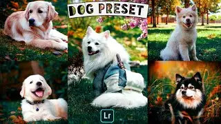 Lightroom Mobile Preset for Dog Lover | Special Dog Lover Preset | Dog Blue Effect in Lightroom