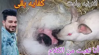 الارنبه الهاى بلاس ولدت تعمل ايه معاها قبل الولادة وبعد الولادة لنجاح مشروع الارانب