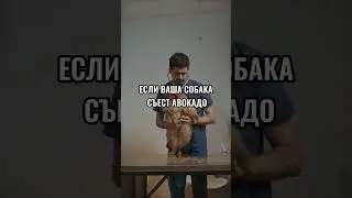 Никогда Не Давайте Вашей Собаке ЭТУ Пищу!