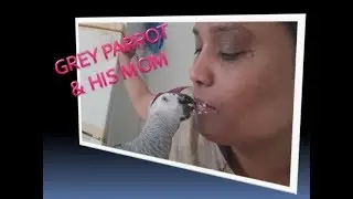 #GREYPARROT WON'T MISS ITS #MOM ANYMORE SEE #WHY ?