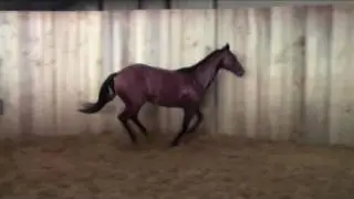 Surprise Me Hang 2015 Stud
