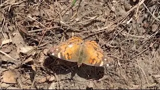 Good Friday: Bees & Butterfly