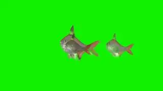 X-Ray Fish Former Green Screen Cartoon Video || Fish Green Screen video