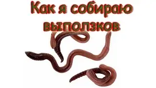 Как, где и когда я собираю выползков?