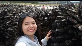 Vlog 332| Nghêu, Sò, Rong Biển, Sao Biển, Ốc Móng Quỷ Bám Đầy Vách Đá Như Mê Cung