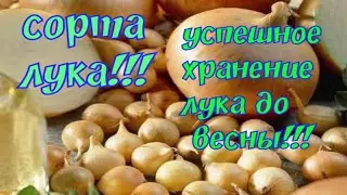 Успешное хранение лука до весны/Сорта лука/Халцедон