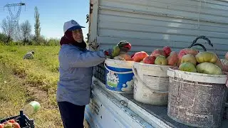 The final state of the vegetables we haven't collected for 40 days❗️|Work has piled up, let's see...