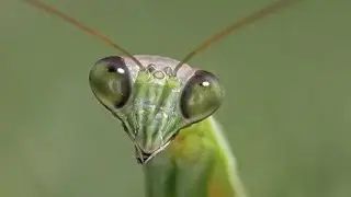 カマキリに蜂蜜を溶かした水を食べさせてみた | MANTIS