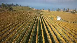 St Hubertus & Oak Bay Vineyard Harvest
