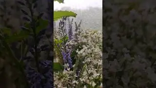 я вы боитесь грома?