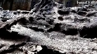 sawing teak fossils buried in the ground billions of years ago