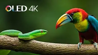 High Quality 12K 8K 4K HDR VIDEO ULTRA HD  / 12K TV - Apple XDR TV , Samsung TV , LG TV , Sony HDR