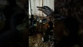 долгожданное пополнение от первой Катюхи