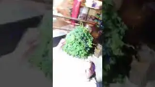 Свит дримс