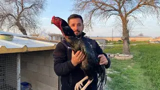 TÜRKİYENİN EN İYİ O SHAMO HOROZU VE HAREMİ  