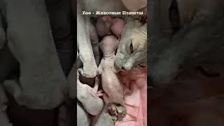 Семья инопланетян| jokeswithanimals_ | Тик Ток 