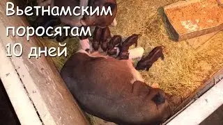 Vietnamese piglets. 10 (ten) days old