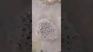 ИКРА ГОРНОГО ТРИТОНА / ЛЯГУШКИ