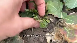 Сорняки и покраснение рапса | Сергий Ризанов | Агроном