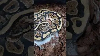 #snake #ballpython #reptile #reptiles #python #ballpythons #snakevideo #viral #videos