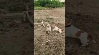 джек расселы на прогулке