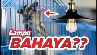 Apakah kandang sugar glider wajib diberikan lampu?