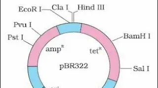 Plasmid vector pBR322 Trick [NEET]Learn with interesting story