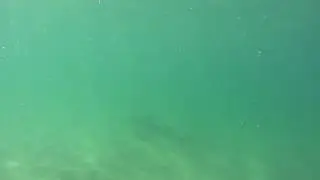 Leopard sharks 6