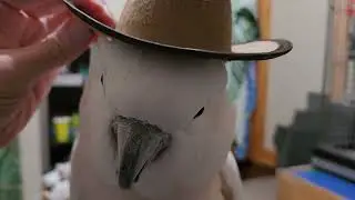 Cowboy Cockatoo 🤠