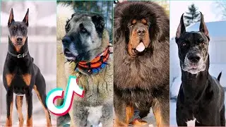 Most Powerful Dog Breeds Tiktok Compilation