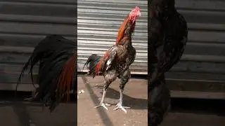 aseel |Roaster |Murga #aseel #roaster #shorts