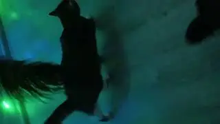 Ловкий котик и пёрышко. Cat - cet - Laik men 