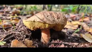 Тихая охота в сухом лесу.18.09.24