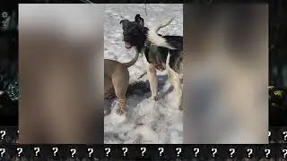 CHOOSE YOUR FIGHTER Doggy Mortal Kombat